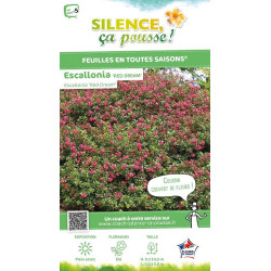 Escallonia Red Dream 80cm Silence ca pousse de Plantes Silence ça pousse dans Arbustes persistants en livraison