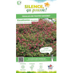 Escallonia Red Dream 80cm Silence ca pousse de Plantes Silence ça pousse dans Arbustes persistants en livraison