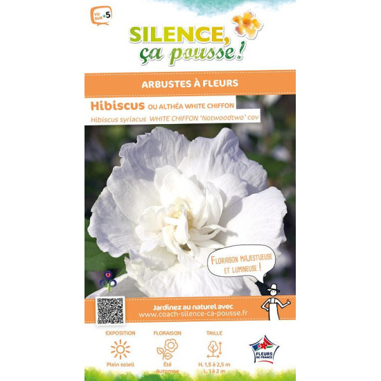 Hibiscus White Chiffon, Althea 120cm de Plantes Silence ça pousse dans ZZ hortival
