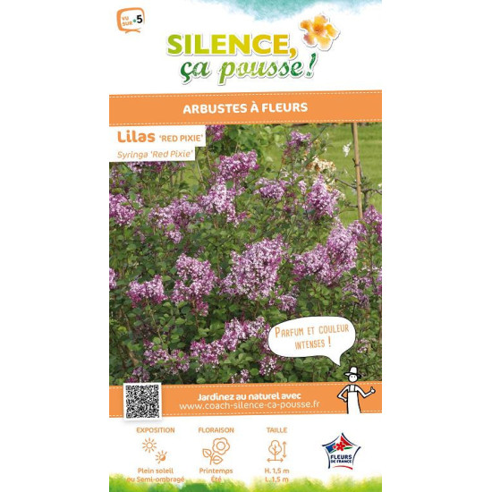 Lilas hybride a petites feuilles Red Pixie 120 de Plantes Silence ça pousse dans Arbustes caducs en livraison
