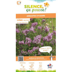 Lilas hybride a petites feuilles Red Pixie 120 de Plantes Silence ça pousse dans Arbustes caducs en livraison