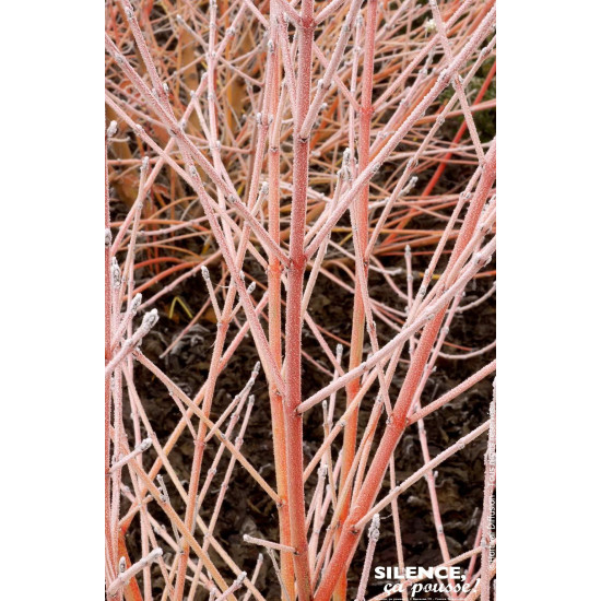 Cornouiller sanguin Midwinter Fire 80cm de Plantes Silence ça pousse dans Arbustes caducs en livraison