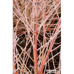 Cornouiller sanguin Midwinter Fire 80cm de Plantes Silence ça pousse dans Arbustes caducs en livraison