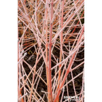 Cornouiller sanguin Midwinter Fire 80cm de Plantes Silence ça pousse dans Arbustes caducs en livraison