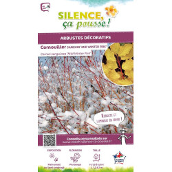 Cornouiller sanguin Midwinter Fire 80cm de Plantes Silence ça pousse dans Arbustes caducs en livraison