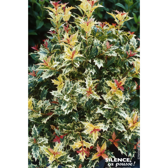 Osmanthe a feuilles de houx Tricolore 80cm de Plantes Silence ça pousse dans Arbustes persistants en livraison