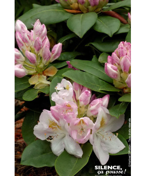 Rhododendron hybride Gomer Waterer 65cm de Plantes Silence ça pousse dans Plantes à petits fruits (kiwi, myrtilles, groseille...