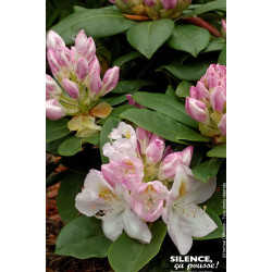 Rhododendron hybride Gomer Waterer 65cm de Plantes Silence ça pousse dans Plantes à petits fruits (kiwi, myrtilles, groseille...