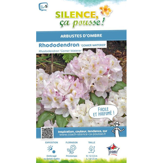 Rhododendron hybride Gomer Waterer 65cm de Plantes Silence ça pousse dans Plantes à petits fruits (kiwi, myrtilles, groseille...