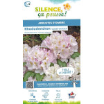 Rhododendron hybride Gomer Waterer 65cm de Plantes Silence ça pousse dans Plantes à petits fruits (kiwi, myrtilles, groseille...