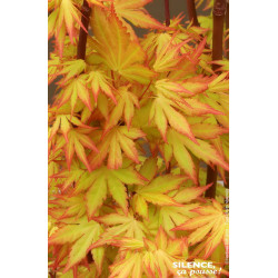 Erable du Japon Orange Dream 80cm de Plantes Silence ça pousse dans Plantes à petits fruits (kiwi, myrtilles, groseilles, cas...