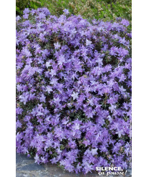Rhododendron nain impeditum 80cm de Plantes Silence ça pousse dans Plantes à petits fruits (kiwi, myrtilles, groseilles, cass...