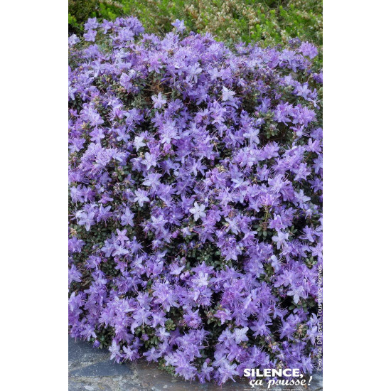 Rhododendron nain impeditum 80cm de Plantes Silence ça pousse dans Plantes à petits fruits (kiwi, myrtilles, groseilles, cass...