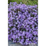 Rhododendron nain impeditum 80cm de Plantes Silence ça pousse dans Plantes à petits fruits (kiwi, myrtilles, groseilles, cass...