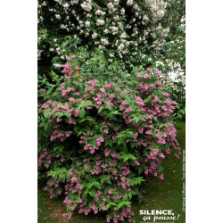 Deutzia Tourbillon Rouge Strawberry Fields 100 de Plantes Silence ça pousse dans Arbustes caducs en livraison