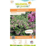 Deutzia Tourbillon Rouge Strawberry Fields 100 de Plantes Silence ça pousse dans Arbustes caducs en livraison