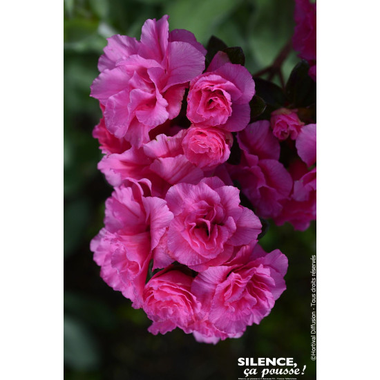 Azalée Rose Ruffels Azalee japonaise WALBERTONS PINK RUFFLES 80cm de Plantes Silence ça...