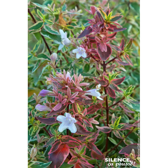 ABELIA GR,SPARKLING SILVER C10 TF/BU de Plantes Silence ça pousse dans Arbustes persistants en livraison