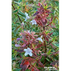 ABELIA GR,SPARKLING SILVER C10 TF/BU de Plantes Silence ça pousse dans Arbustes persistants en livraison