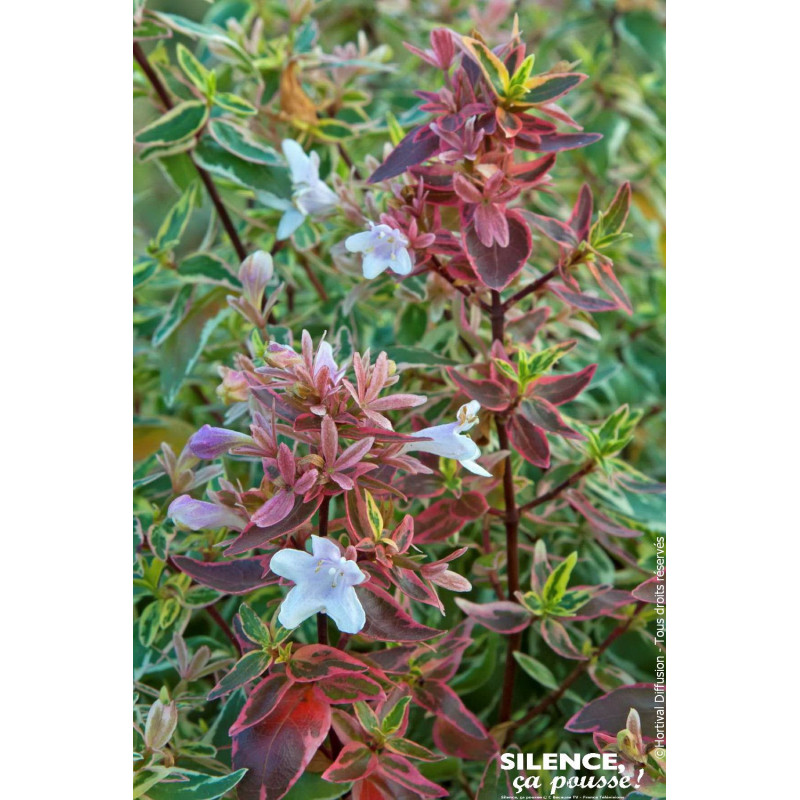 ABELIA GR,SPARKLING SILVER C10 TF/BU de Plantes Silence ça pousse dans Arbustes persistants en livraison