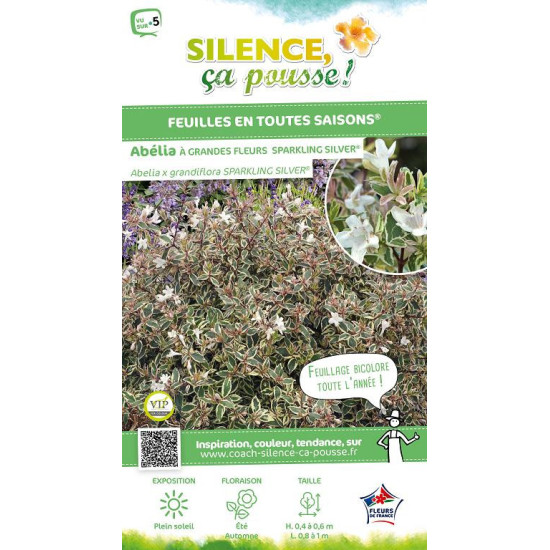 ABELIA GR,SPARKLING SILVER C10 TF/BU de Plantes Silence ça pousse dans Arbustes persistants en livraison