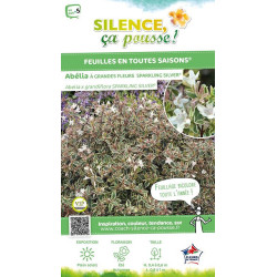 ABELIA GR,SPARKLING SILVER C10 TF/BU de Plantes Silence ça pousse dans Arbustes persistants en livraison