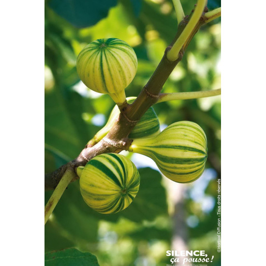 Figuier panache Bourjassotte panachee 120cm de Plantes Silence ça pousse dans Fruitiers en livraison