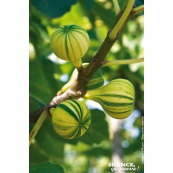 Figuier panache Bourjassotte panachee 120cm de Plantes Silence ça pousse dans Fruitiers en livraison