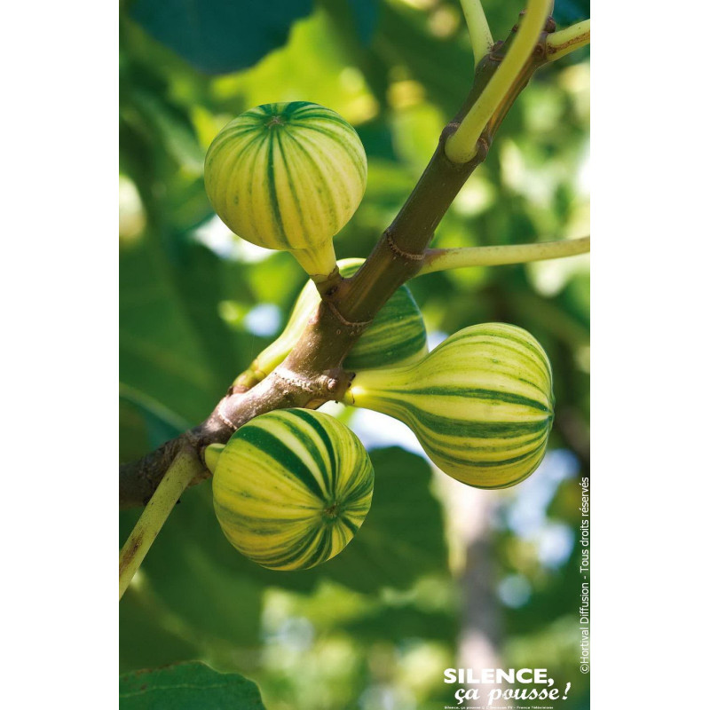 Figuier panache Bourjassotte panachee 120cm de Plantes Silence ça pousse dans Fruitiers en livraison