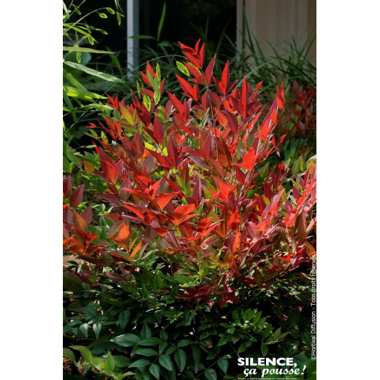 Bambou sacre Obsessed, nandina 80cm de Plantes Silence ça pousse dans Arbustes persistants en livraison