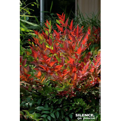 Bambou sacre Obsessed, nandina 80cm de Plantes Silence ça pousse dans Arbustes persistants en livraison