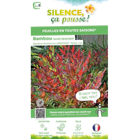Bambou sacre Obsessed, nandina 80cm de Plantes Silence ça pousse dans Arbustes persistants en livraison