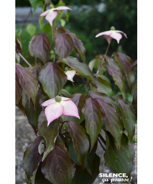 Cornouiller du Japon Copacabana ou Capuccino 80 de Plantes Silence ça pousse dans Arbustes caducs en livraison