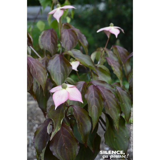 Cornouiller du Japon Copacabana ou Capuccino 80 de Plantes Silence ça pousse dans Arbustes caducs en livraison