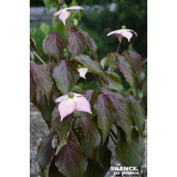 Cornouiller du Japon Copacabana ou Capuccino 80 de Plantes Silence ça pousse dans Arbustes caducs en livraison