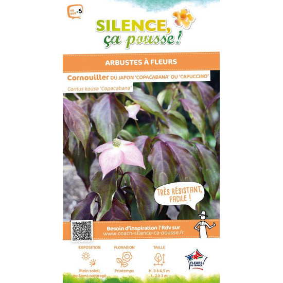 Cornouiller du Japon Copacabana ou Capuccino 80 de Plantes Silence ça pousse dans Arbustes caducs en livraison