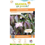 Cornouiller du Japon Copacabana ou Capuccino 80 de Plantes Silence ça pousse dans Arbustes caducs en livraison