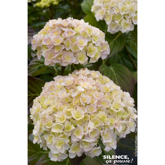 Hortensia Kazan 50cm Silence ca pousse de Plantes Silence ça pousse dans Plantes à petits fruits (kiwi, myrtilles, groseilles...
