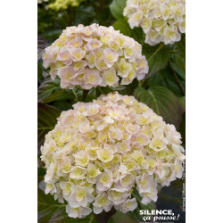 Hortensia Kazan 50cm Silence ca pousse de Plantes Silence ça pousse dans Plantes à petits fruits (kiwi, myrtilles, groseilles...