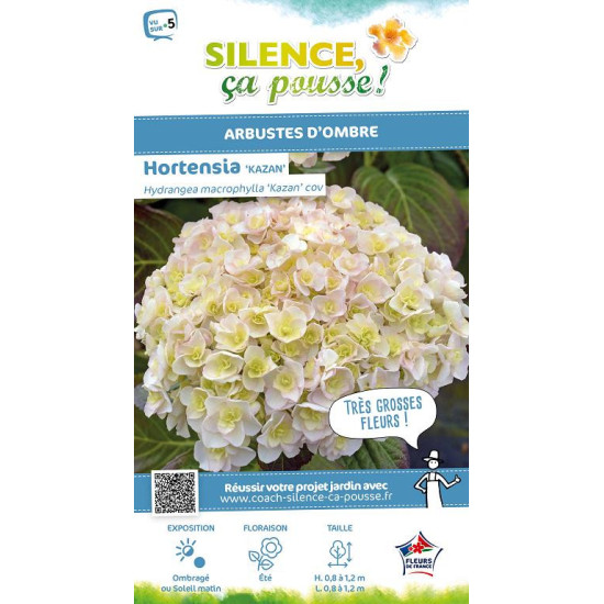 Hortensia Kazan 50cm Silence ca pousse de Plantes Silence ça pousse dans Plantes à petits fruits (kiwi, myrtilles, groseilles...