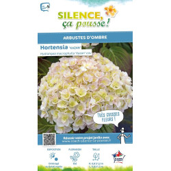 Hortensia Kazan 50cm Silence ca pousse de Plantes Silence ça pousse dans Plantes à petits fruits (kiwi, myrtilles, groseilles...