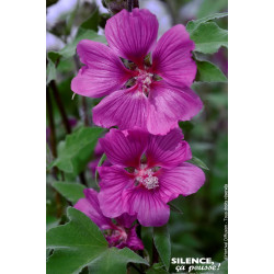 Lavatere Magenta Magic 100cm Silence ca pousse de Plantes Silence ça pousse dans Arbustes persistants en livraison