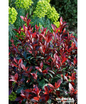 PHOTINIA FRAS,CARRE ROUGE C4,5 40/60 de Plantes Silence ça pousse dans Arbustes persistants en livraison