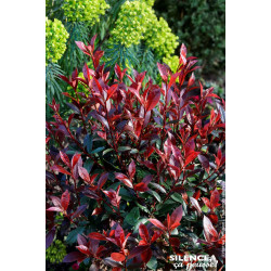 PHOTINIA FRAS,CARRE ROUGE C4,5 40/60 de Plantes Silence ça pousse dans Arbustes persistants en livraison