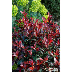 PHOTINIA FRAS,CARRE ROUGE C4,5 40/60 de Plantes Silence ça pousse dans Arbustes persistants en livraison
