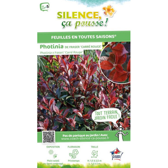 PHOTINIA FRAS,CARRE ROUGE C4,5 40/60 de Plantes Silence ça pousse dans Arbustes persistants en livraison
