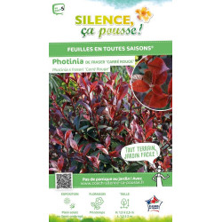 PHOTINIA FRAS,CARRE ROUGE C4,5 40/60 de Plantes Silence ça pousse dans Arbustes persistants en livraison