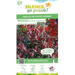 PHOTINIA FRAS,CARRE ROUGE C4,5 40/60 de Plantes Silence ça pousse dans Arbustes persistants en livraison