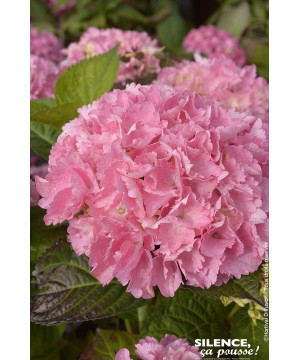 Hortensia BIG DATA PINK 100cm Silence ca pousse de Plantes Silence ça pousse dans Plantes à petits fruits (kiwi, myrtilles, g...