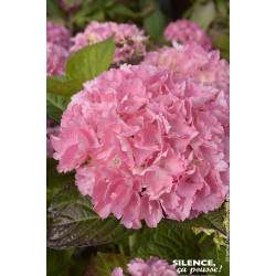Hortensia BIG DATA PINK 100cm Silence ca pousse de Plantes Silence ça pousse dans Plantes à petits fruits (kiwi, myrtilles, g...
